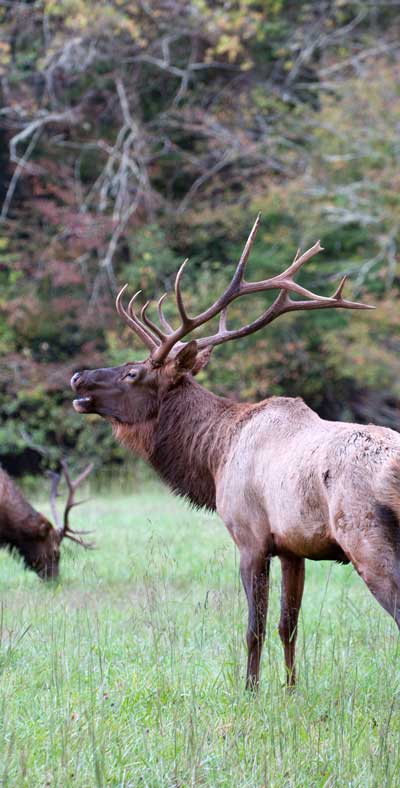 bigstock-bull-elk-bugling-40303966